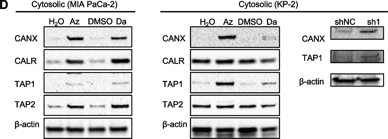 Fig.3.D showing Western Blotting in a Homo sapiens (Human) sample from the publication: Blockade of histamine receptor H1 augments immune checkpoint therapy by enhancing MHC-I expression in pancreatic cancer cells.
