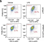 Fig.5.B showing Flow cytometry/Cell sorting in a Mus musculus (House mouse) sample from the publication: GPSM1 impairs metabolic homeostasis by controlling a pro-inflammatory pathway in macrophages.