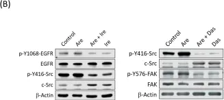 Fig.4.B showing Western Blotting from the publication: Arecoline Promotes Migration of A549 Lung Cancer Cells through Activating the EGFR/Src/FAK Pathway.