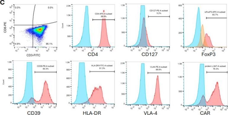 Fig.4.C showing Flow cytometry/Cell sorting in a Homo sapiens (Human) sample from the publication: Human CAR Tregs Targeting SOD1 and Expressing BDNF Reduce Inflammation and Delay Disease in G93A hSOD1-NSG Mice.
