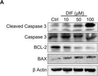 Fig.2.A showing Western Blotting from the publication: Difenoconazole Induced Damage of Bovine Mammary Epithelial Cells via ER Stress and Inflammatory Response.