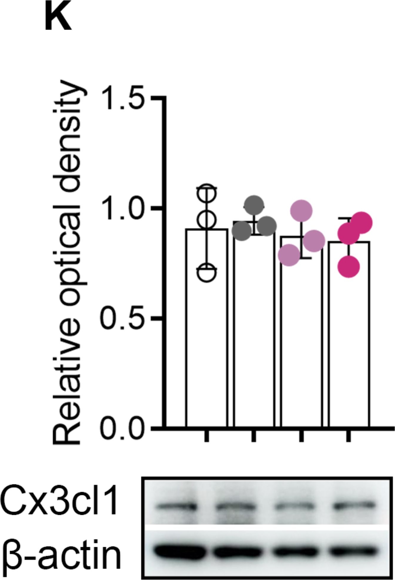 Fig.4.K showing Western Blotting in a Mus musculus (House mouse) sample from the publication: Dysregulated expression of miR-140 and miR-122 compromised microglial chemotaxis and led to reduced restriction of AD pathology.
