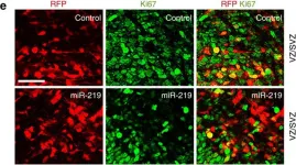 Fig.3.E showing Immunohistochemistry-immunofluorescence in a Mus musculus (House mouse) sample from the publication: The TLX-miR-219 cascade regulates neural stem cell proliferation in neurodevelopment and schizophrenia iPSC model.