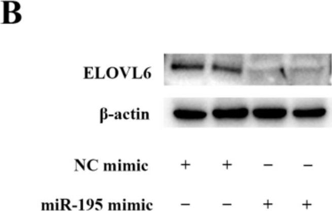 Fig.7.B showing Western Blotting from the publication: m6A Methylation Mediates the Function of the circRNA-08436/miR-195/ELOVL6 Axis in Regards to Lipid Metabolism in Dairy Goat Mammary Glands.
