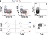 Fig.1.B showing Flow cytometry/Cell sorting from the publication: Correlates of Follicular Helper Bias in the CD4 T Cell Response to a Retroviral Antigen.