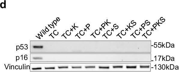 Fig.1.D showing Western Blotting in a Homo sapiens (Human) sample from the publication: A human model to deconvolve genotype-phenotype causations in lung squamous cell carcinoma.