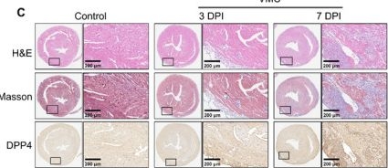 Fig.1.C showing Immunohistochemistry from the publication: PET Imaging of Cardiac Inflammation in Viral Myocarditis Using a DPP4-Targeted Probe.