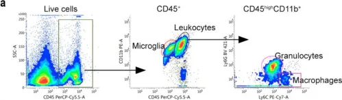 Fig.5.A showing Flow cytometry/Cell sorting in a Mus musculus (House mouse) sample from the publication: Selective Inhibition of Soluble Tumor Necrosis Factor Alters the Neuroinflammatory Response following Moderate Spinal Cord Injury in Mice.