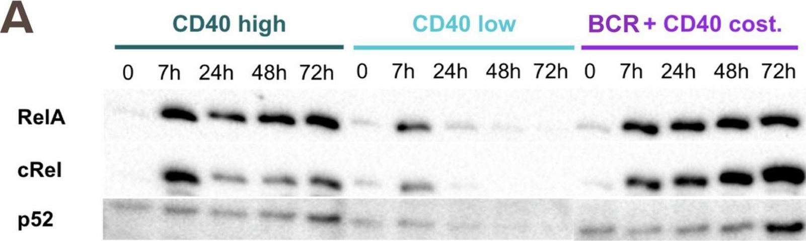 Fig.8.A showing Western Blotting in a Mus musculus (House mouse) sample from the publication: Synergy and antagonism in the integration of BCR and CD40 signals that control B-cell population expansion.