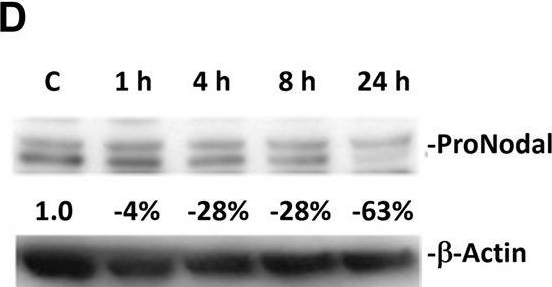 Fig.3.D showing Western Blotting in a Homo sapiens (Human) sample from the publication: CVM-1118 (foslinanib), a 2-phenyl-4-quinolone derivative, promotes apoptosis and inhibits vasculogenic mimicry via targeting TRAP1.
