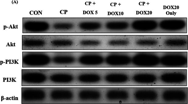 Fig.3.A showing Western Blotting from the publication: Doxepin as OCT2 inhibitor ameliorates inflammatory response and modulates PI3K/Akt signaling associated with cisplatin-induced nephrotoxicity in rats.