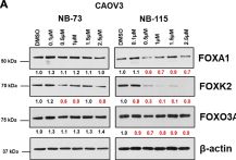 FoxO3a (D19A7) Rabbit mAb | Cell Signaling Technology