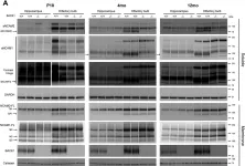 Fig.5.A showing Western Blotting from the publication: Spatiotemporal processing of neural cell adhesion molecules 1 and 2 by BACE1 in vivo.