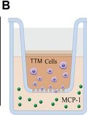 Fig.3.B from the publication: Trackable Tolerogenic Macrophages Integrate PD-L1 and Rapamycin Signaling to Suppress Alloimmune Responses in Transplantation.