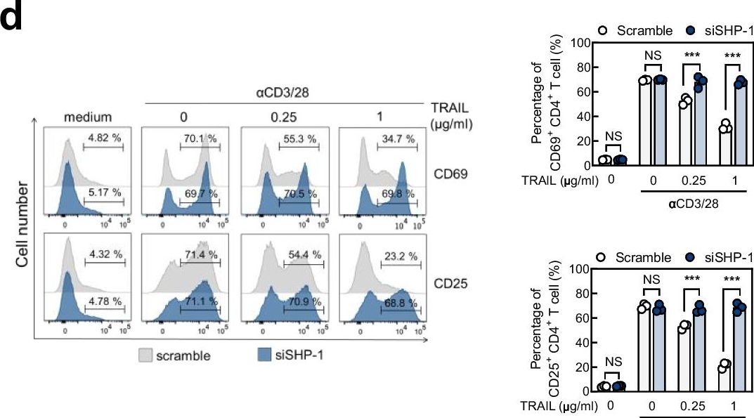 Fig.6.D showing Flow cytometry/Cell sorting in a Mus musculus (House mouse) sample from the publication: Association of TRAIL receptor with phosphatase SHP-1 enables repressing T cell receptor signaling and T cell activation through inactivating Lck.