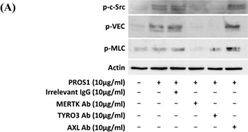Fig.4.A showing Western Blotting in a Homo sapiens (Human) sample from the publication: The Vitamin K-Dependent Anticoagulant Factor, Protein S, Regulates Vascular Permeability.