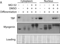 Fig.1.A showing Western Blotting from the publication: A specific E3 ligase/deubiquitinase pair modulates TBP protein levels during muscle differentiation.