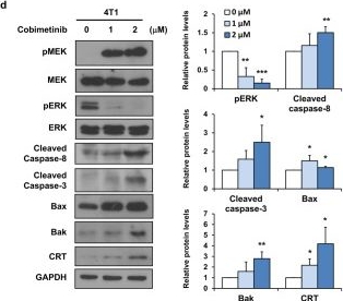 Fig.2.D showing Western Blotting from the publication: MEK inhibitor cobimetinib increases calreticulin and induces immune modulation in TNBC.