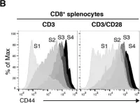 Fig.8.B showing Flow cytometry/Cell sorting in a Mus musculus (House mouse) sample from the publication: SNX27 links DGKζ to the control of transcriptional and metabolic programs in T lymphocytes.