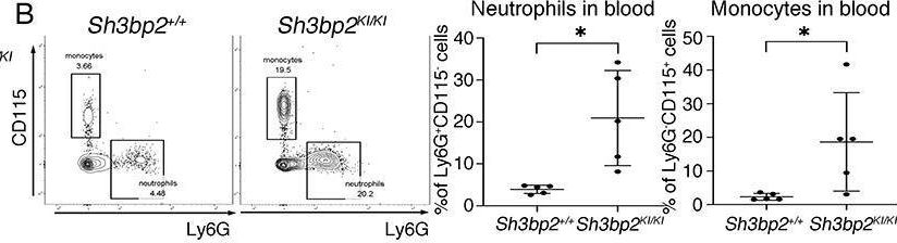 Fig.4.B showing Flow cytometry/Cell sorting in a Mus musculus (House mouse) sample from the publication: Tlr2/4-Mediated Hyperinflammation Promotes Cherubism-Like Jawbone Expansion in Sh3bp2 (P416R) Knockin Mice.