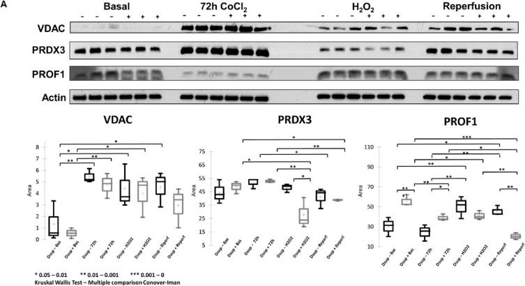 Fig.5.A showing Western Blotting from the publication: Investigating the Cytoprotective Mechanisms of the Tardigrade Damage Suppressor (Dsup) Protein in Human Cells Under Hypoxic Stress.