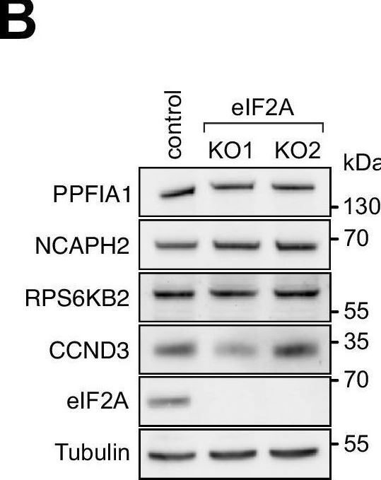 Fig.2.B showing Western Blotting in a Homo sapiens (Human) sample from the publication: Human eIF2A has a minimal role in translation initiation and in uORF-mediated translational control in HeLa cells.