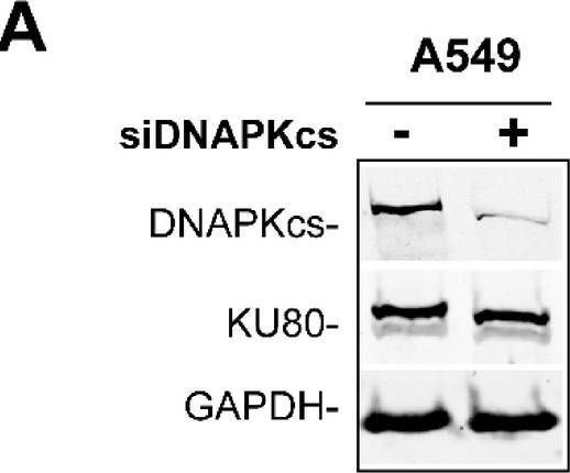 Fig.3.A showing Western Blotting in a Homo sapiens (Human) sample from the publication: CRISPR/Cas9 generated DSB clusters mimic complex lesions induced by high-LET radiation and shift repair from c-NHEJ to mutagenic repair pathways.