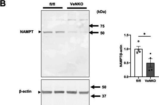Fig.1.B showing Western Blotting in a Mus musculus (House mouse) sample from the publication: Vascular Endothelial NAMPT-Mediated NAD+ Biosynthesis Regulates Angiogenesis and Cardiometabolic Functions in Male Mice.
