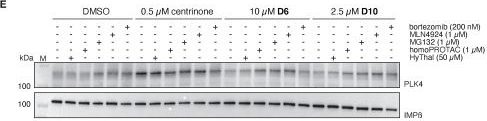 Fig.4.E showing Western Blotting in a Homo sapiens (Human) sample from the publication: Tipping the balance: synthesis and evaluation of centrinone-based degraders of polo-like kinase 4.