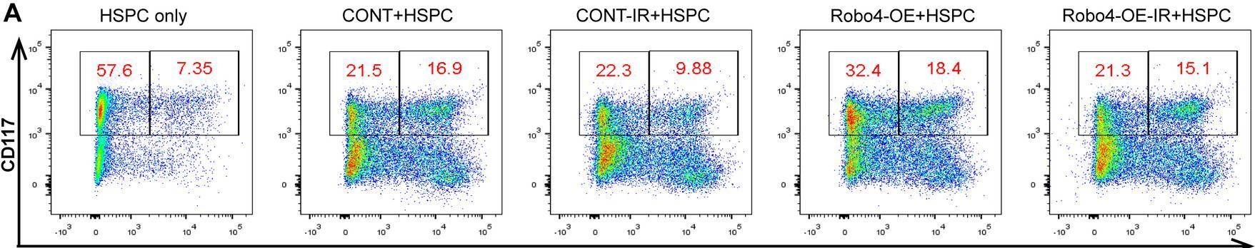 Fig.7.A showing Flow cytometry/Cell sorting in a Mus musculus (House mouse) sample from the publication: Endothelial Robo4 suppresses endothelial-to-mesenchymal transition induced by irradiation and improves hematopoietic reconstitution.