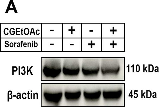Fig.7.A showing Western Blotting in a Homo sapiens (Human) sample from the publication: Combination of ethyl acetate fraction from Calotropis gigantea stem bark and sorafenib induces apoptosis in HepG2 cells.