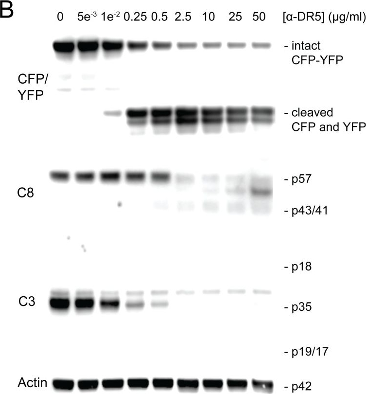Fig.3.B showing Western Blotting in a Homo sapiens (Human) sample from the publication: The use of a stably expressed FRET biosensor for determining the potency of cancer drugs.