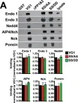 Fig.6.A showing Western Blotting from the publication: Protein interactions of the vesicular glutamate transporter VGLUT1.