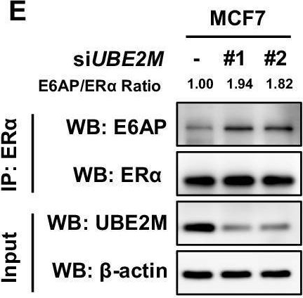 Fig.3.E showing Western Blotting from the publication: UBE2M forms a positive feedback loop with estrogen receptor to drive breast cancer progression and drug resistance.