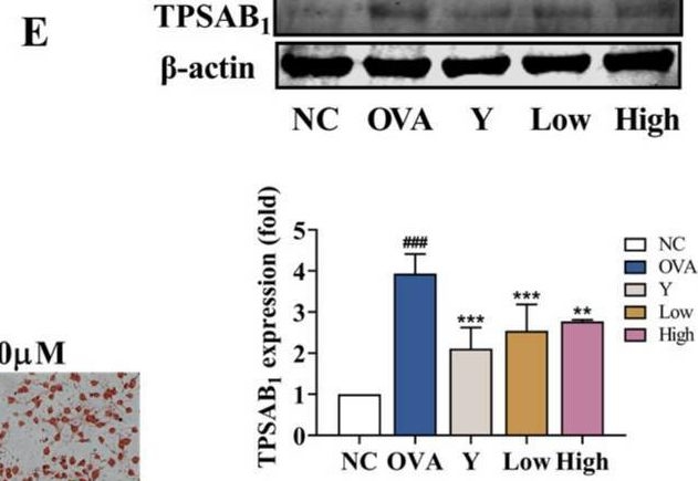 Fig.6.E showing Western Blotting from the publication: An Amide Alkaloid Isolated from Ephedra sinica Ameliorates OVA-Induced Allergic Asthma by Inhibiting Mast Cell Activation and Dendritic Cell Maturation.