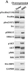 Fig.3.A showing Western Blotting from the publication: SHP2 phosphatase as a novel therapeutic target for melanoma treatment.