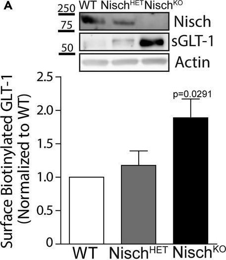 Fig.4.A showing Western Blotting from the publication: The non-adrenergic imidazoline-1 receptor protein nischarin is a key regulator of astrocyte glutamate uptake.