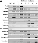 Fig.2.A showing Western Blotting in a Homo sapiens (Human) sample from the publication: Enrichment and analysis of secretory lysosomes from lymphocyte populations.