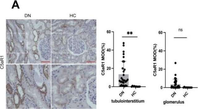 Fig.4.A showing Immunohistochemistry from the publication: Finerenone Alleviates Over-Activation of Complement C5a-C5aR1 Axis of Macrophages by Regulating G Protein Subunit Alpha i2 to Improve Diabetic Nephropathy.