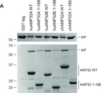 Fig.2.A showing Western Blotting from the publication: The C-terminal LCAR of host ANP32 proteins interacts with the influenza A virus nucleoprotein to promote the replication of the viral RNA genome.