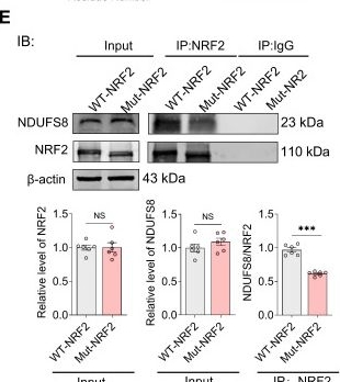 Fig.6.E showing Western Blotting from the publication: Targeting NDUFS8 in basal forebrain ameliorates cognitive decline related to chronic cerebral hypoperfusion.