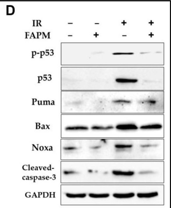 Fig.6.D showing Western Blotting in a Mus musculus (House mouse) sample from the publication: Fluacrypyrim Protects Hematopoietic Stem and Progenitor Cells against Irradiation via Apoptosis Prevention.