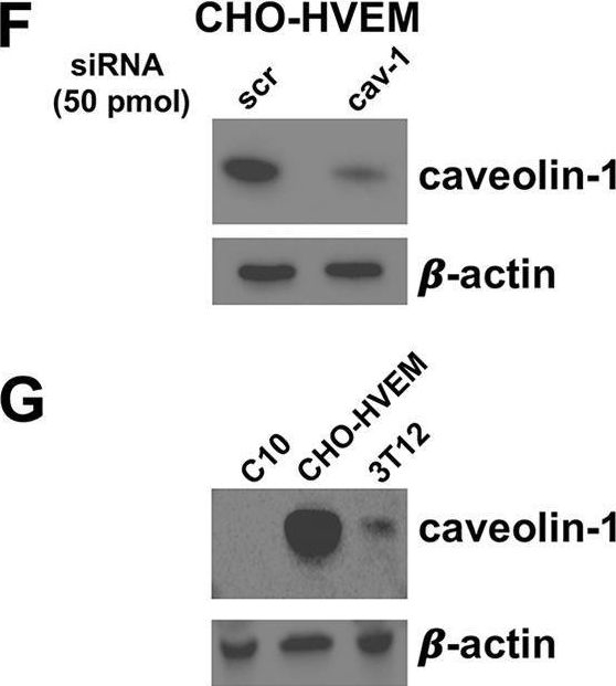 Fig.4.F showing Western Blotting from the publication: Contributions of the Four Essential Entry Glycoproteins to HSV-1 Tropism and the Selection of Entry Routes.