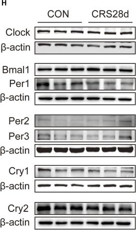 Fig.5.H showing Western Blotting from the publication: Melatonin-related dysfunction in chronic restraint stress triggers sleep disorders in mice.