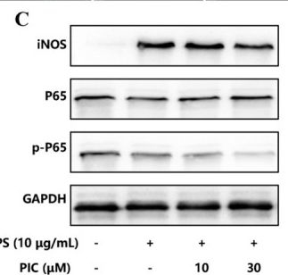Fig.4.C showing Western Blotting from the publication: Piceatannol Promotes Burn Wound Healing by Coordinately Modulating Inflammation-Oxidative Stress Crosstalk, Angiogenesis, and Fibrotic Remodeling.
