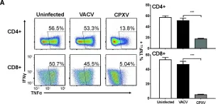 Fig.1.A showing Flow cytometry/Cell sorting in a Mus musculus (House mouse) sample from the publication: The secreted protein Cowpox Virus 14 contributes to viral virulence and immune evasion by engaging Fc-gamma-receptors.