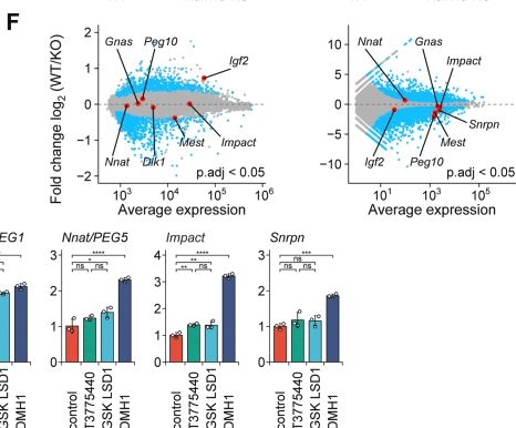 Fig.3.F showing Flow cytometry/Cell sorting from the publication: SMAD1/5-mediated recruitment of the histone demethylase KDM1A controls cell fate programs in embryonic stem cells.
