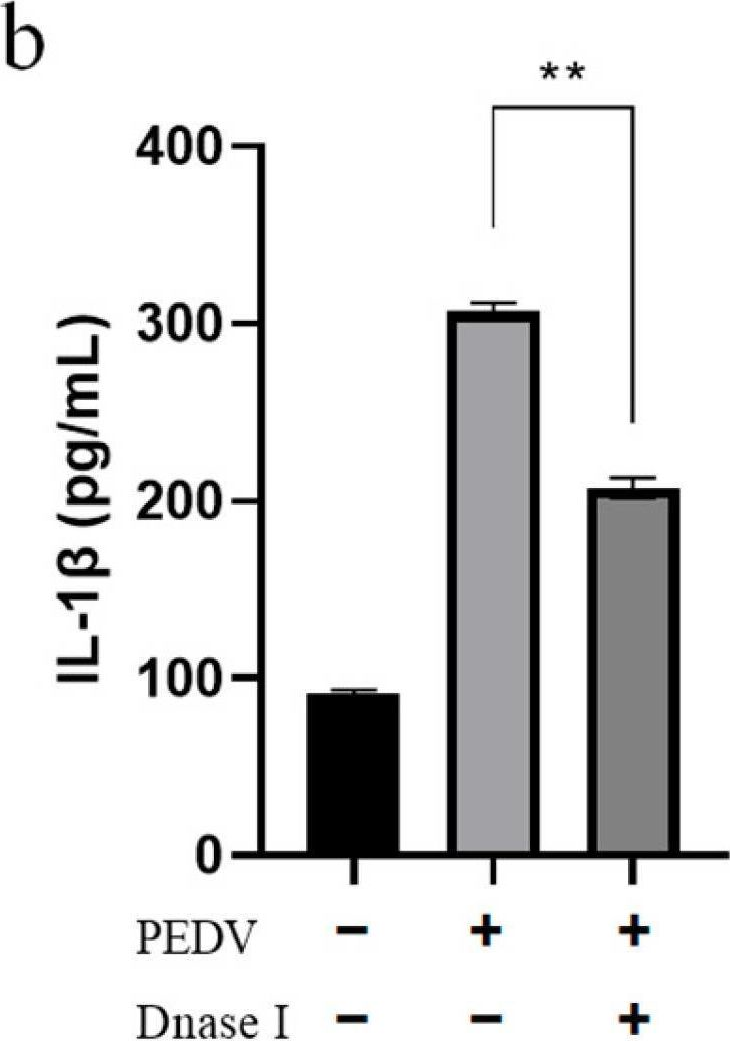Fig.7.B from the publication: Porcine Epidemic Diarrhea Virus Infection of Porcine Intestinal Epithelial Cells Causes Mitochondrial DNA Release and the Activation of the NLRP3 Inflammasome to Mediate Interleukin-1β Secretion.