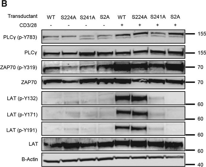 Fig.3.B showing Western Blotting from the publication: DNA-PKcs controls the cytotoxic T cell response to cancer and transplant allograft through regulating LAT-dependent signaling.