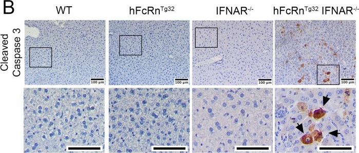 Fig.5.B showing Immunohistochemistry in a Mus musculus (House mouse) sample from the publication: Human FcRn expression and Type I Interferon signaling control Echovirus 11 pathogenesis in mice.